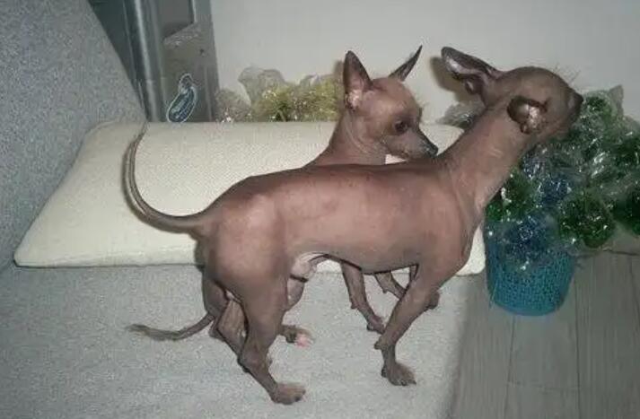 1773636105135683.jpg 5.jpg