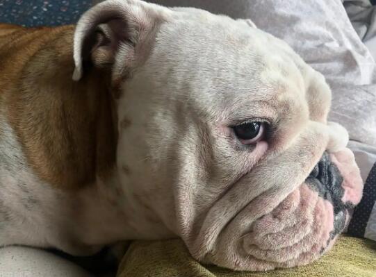 1774426423727998.jpg 5.jpg