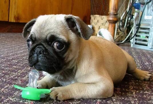 1774426503279918.jpg 6.jpg